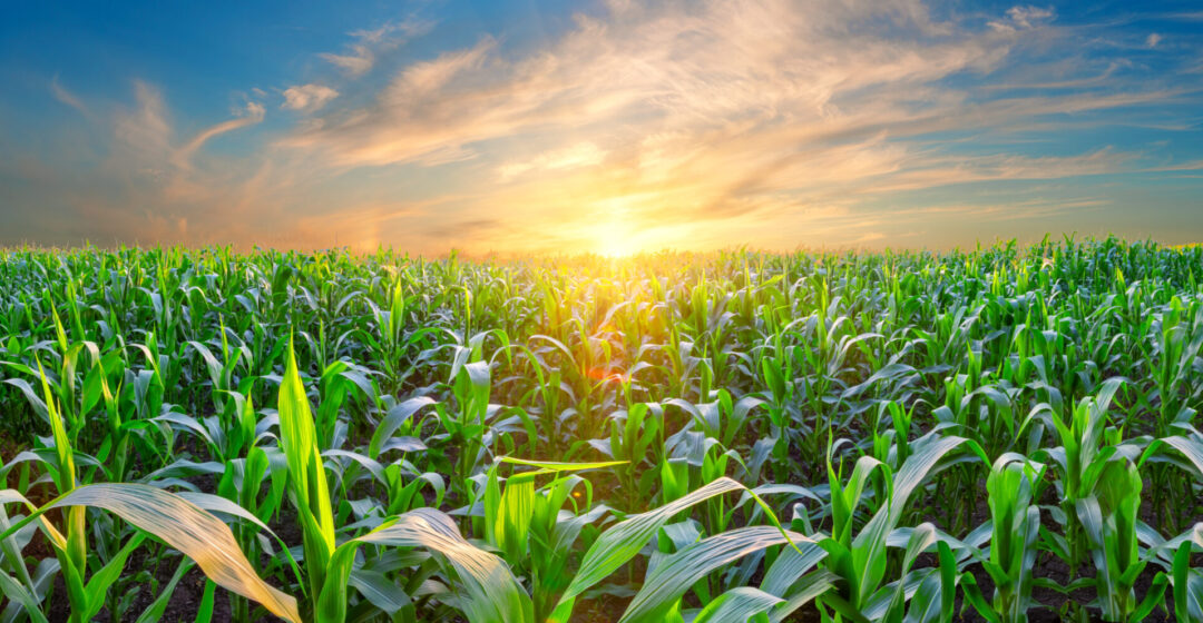 corn and sunset