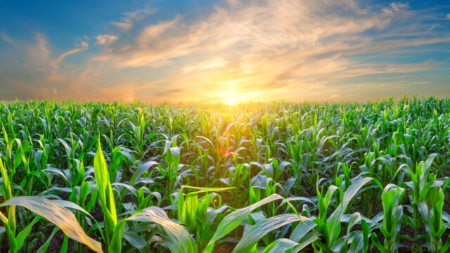 corn and sunset