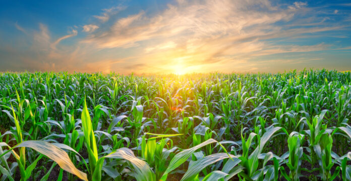 corn and sunset