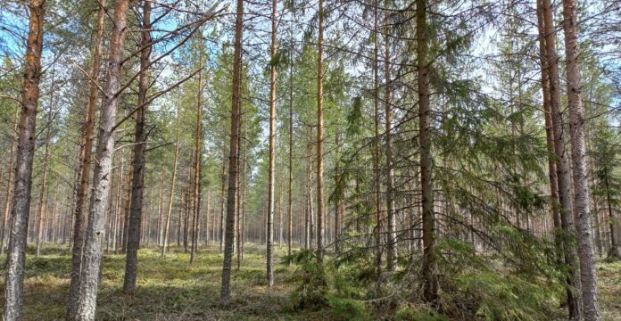 Kuvassa mäntyjä ja kuusia metsässä