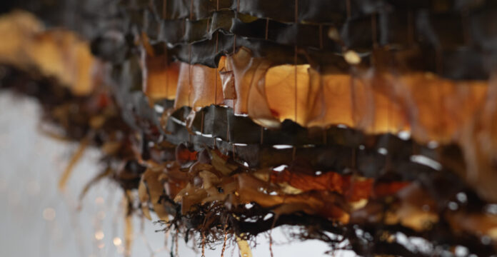 Woven (detail) 2024 Kelp, seaweed, copper 120 x 160 cm