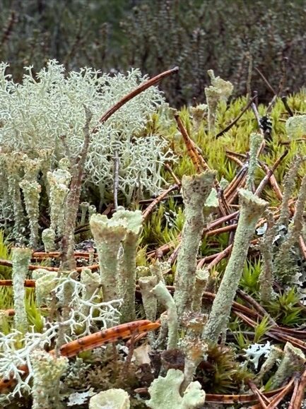 Lichen and other forms of moss