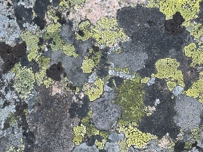 Greens, greys and whites in moss on rock